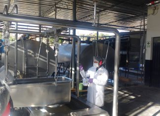 Moquegua: Senasa entregará certificación a hatos con ‘Condición Libre de Brucelosis bovina’