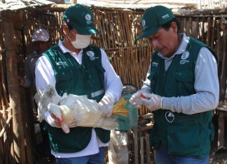 Lima-Callao: Senasa vacunó a más de 600 mil aves contra la enfermedad de Newcastle