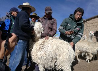 Arequipa: Senasa evalúa condición sanitaria de población pecuaria de San Juan de Tarucani