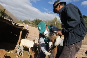 Senasa evalúa ganado de 107 predios en Huancavelica para descartar Brucelosis caprina