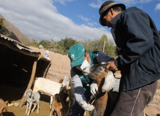 Senasa evalúa ganado de 107 predios en Huancavelica para descartar Brucelosis caprina