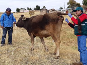 Senasa intensifica vigilancia epidemiológica en zonas afectadas por heladas