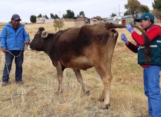 Cusco: Senasa intensifica vigilancia epidemiológica en zonas afectadas por heladas