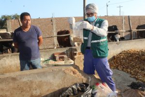 Senasa monitorea alimento concentrado para descartar agente causal del Mal de las Vacas Locas