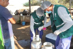 Senasa monitorea presencia de contaminantes en leche cruda de vaca