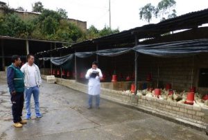 Senasa otorga autorizaciones a centros de faenamiento avícola en Abancay