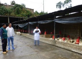 Senasa otorga autorizaciones a centros de faenamiento avícola en Abancay