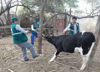 MINAGRI proyecta vacunación de mil bovinos en Piura en prevención contra la rabia
