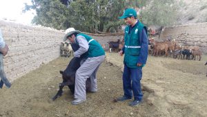 Senasa realiza el monitoreo de Brucelosis caprina en Sánchez Cerro y Mariscal Nieto