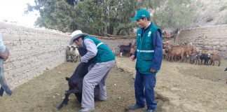 Moquegua: MINAGRI realiza el monitoreo de Brucelosis caprina en Sánchez Cerro y Mariscal Nieto