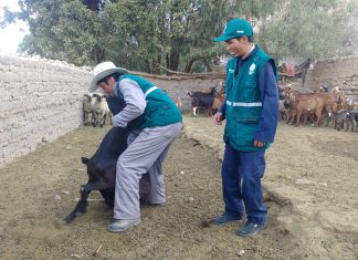 Moquegua: MINAGRI realiza el monitoreo de Brucelosis caprina en Sánchez Cerro y Mariscal Nieto