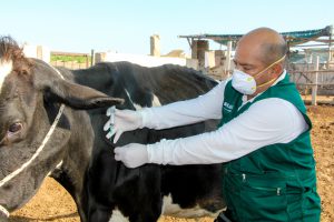 Senasa registra más de 3 mil animales vacunados contra el Ántrax en Áncash