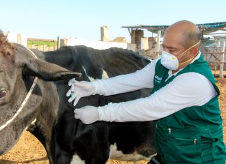 Senasa registra más de 3 mil animales vacunados contra el Ántrax en Áncash