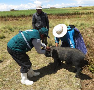 Senasa registra vacunación de más de 18 mil porcinos en Puno
