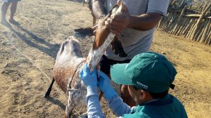 Senasa resguarda estado sanitario de ganado caprino en Tumbes