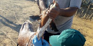 Senasa resguarda estado sanitario de ganado caprino en Tumbes