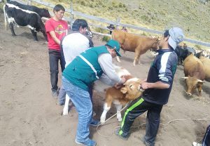 Senasa supera vacunación de 26 mil bovinos para prevenir Carbunco sintomático en Apurímac
