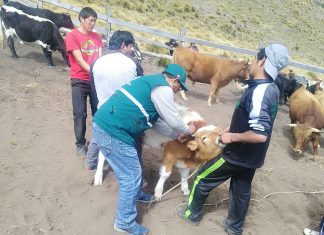 Senasa supera vacunación de 26 mil bovinos para prevenir Carbunco sintomático en Apurímac