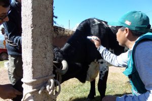 Senasa supera vacunación de 5 mil bovinos para prevenir brotes de rabia en Cusco