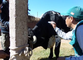 Cusco: Senasa supera vacunación de 5 mil bovinos para prevenir brotes de rabia