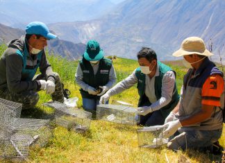 Áncash: Senasa y pequeños productores se unen para controlar plaga de roedores en Huaylas
