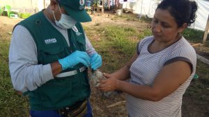 Ucayali - MINAGRI atiende notificación de enfermedades en aves