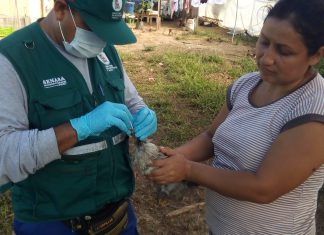 Ucayali: Senasa atiende notificación de enfermedades en aves