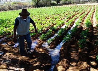 Mensaje a la Nación: Plan Nacional de Cultivos favorece a 1.8 millones de familias rurales