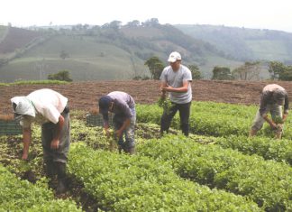 Banco Mundial destina cerca del 10% de su cartera global de préstamos al fomento del desarrollo agropecuario