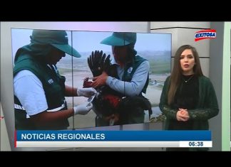 Exitosa TV: Perú tendrá zonas libres de Newcastle en los próximos cinco años