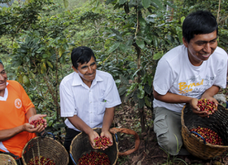 MINAGRI invita a consulta pública para incluir propuestas al Plan Nacional de Acción del Café