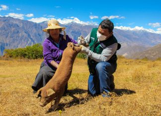 Áncash: Más de 17 mil cerdos fueron vacunados contra la Peste Porcina