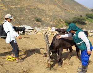 Acciones de prevención contra el Ántrax beneficia a más de 4700 ganaderos de La Libertad