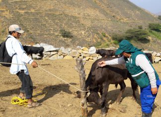 Acciones de prevención contra el Ántrax benefician a más de 4700 ganaderos de La Libertad