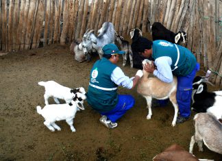 Senasa inicia estudio serológico contra la brucelosis caprina en el Vraem