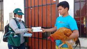 Campaña de vacunación contra enfermedad Newcastle en Chincha