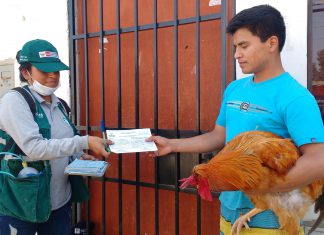 Campaña de vacunación contra enfermedad Newcastle en Chincha