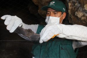Capacitacion - Senasa evalúa población de murciélagos cerca a comunidades campesinas y nativas de Junín