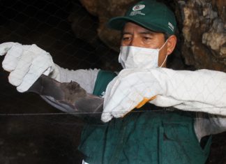 Senasa evalúa población de murciélagos cerca a comunidades campesinas y nativas de Junín