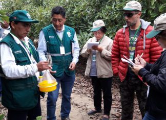 Avanzan gestiones para el ingreso de palta Hass peruana a mercado de Filipinas