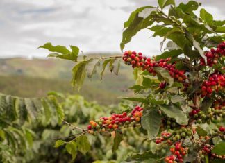 Más de 20 organizaciones de productores tendrán la oportunidad de hacer negocios en la Expoamazónica 2018