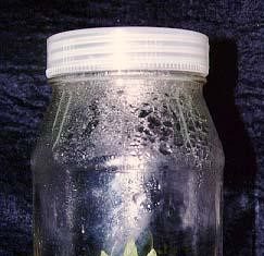 Requisitos fitosanitarios: Importación de plantas in vitro de orquídea de EE.UU.