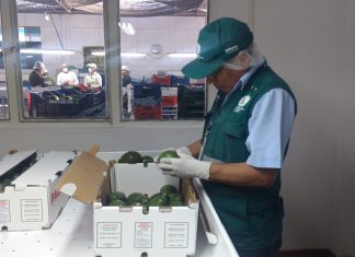 Moquegua: SENASA certifica 15 toneladas de palta fuerte para su exportación a Chile