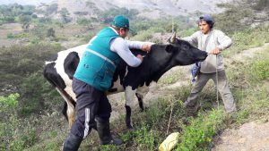 Más de 49 mil bovinos vacunados en La Libertad para prevenir Carbunco sintomático