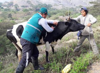 Más de 49 mil bovinos vacunados en La Libertad para prevenir Carbunco sintomático