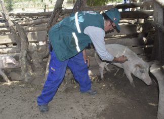 Más de cinco mil familias de La Libertad beneficiadas con vacunación contra peste porcina