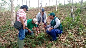 Productores de Ucayali comprueban buenos resultados del control biológico frente a plagas forestales
