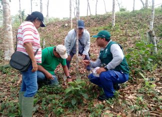 Productores de Ucayali comprueban buenos resultados del control biológico frente a plagas forestales