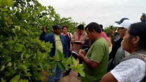 Productores de cítricos de Piura comparten su experiencia con agricultores de Cusco