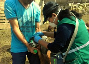 Refuerzan acciones de vacunación y monitoreo en contra la Brucelosis caprina en Lima